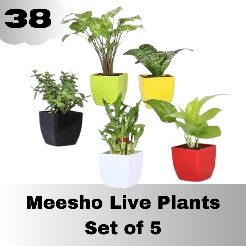 Meesho Live 5 Plants