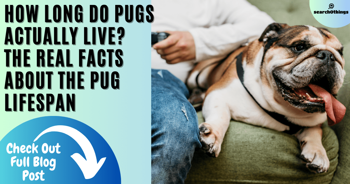 How Long to Pugs Live?